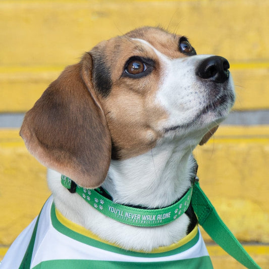 Celtic YNWA Dog Collar