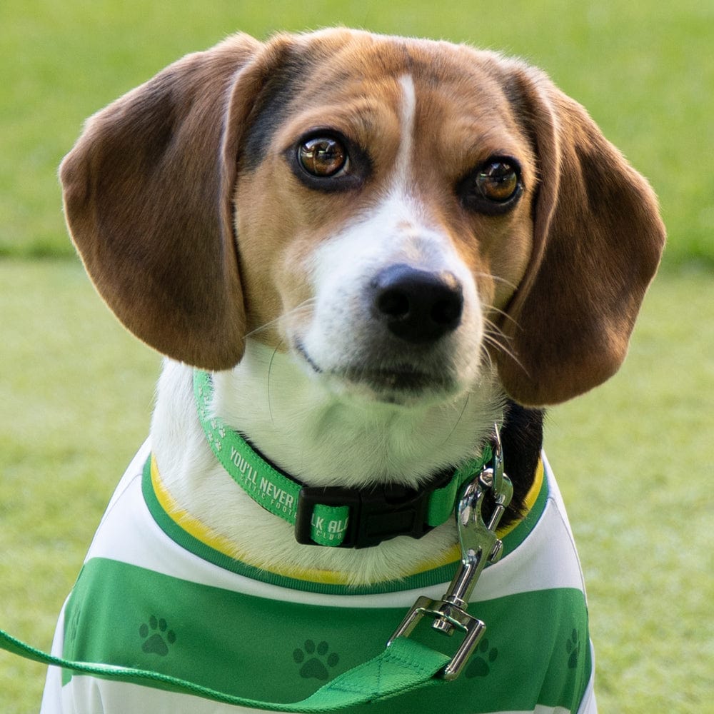 Celtic YNWA Dog Collar