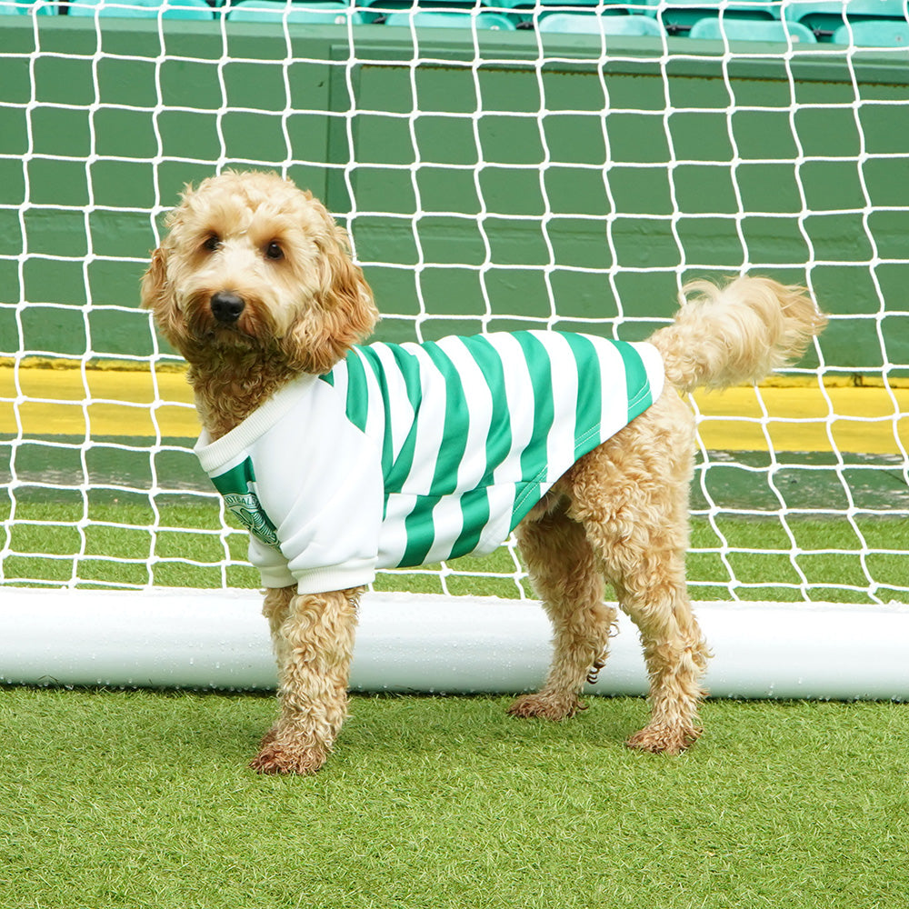 Celtic Hooped Dog Jumper